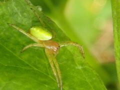 Araniella cucurbitina