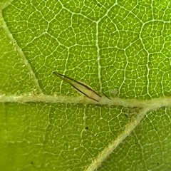 Sternorrhyncha