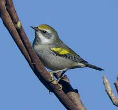 Vermivora chrysoptera