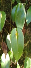 Pleurothallis microcardia