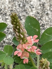 Indigofera spicata