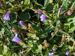Torenia crustacea