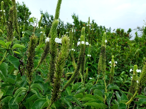 Stachytarpheta albiflora