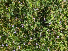 Torenia crustacea