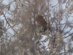 Coccothraustes coccothraustes