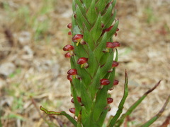 Disa bracteata