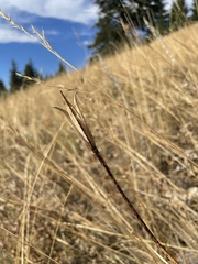 Calochortus macrocarpus
