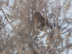 Coccothraustes coccothraustes