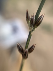 Juncus