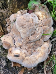 Gloeoporus dichrous
