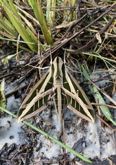 Eumorpha fasciatus