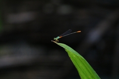 Ceriagrion cerinorubellum