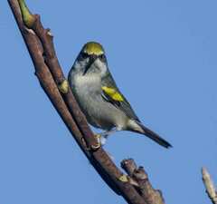 Vermivora chrysoptera