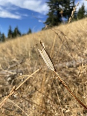Calochortus macrocarpus