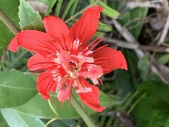 Passiflora quadriglandulosa