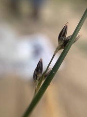 Juncus