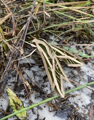 Eumorpha fasciatus