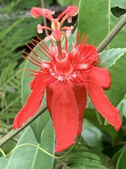 Passiflora quadriglandulosa