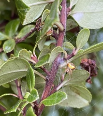 Araneus albotriangulus