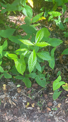 Psychotria nervosa