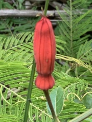 Passiflora quadriglandulosa