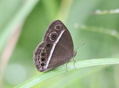 Mycalesis mineus