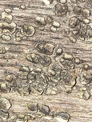 Xylobolus frustulatus