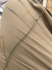 Juncus