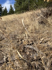 Calochortus macrocarpus