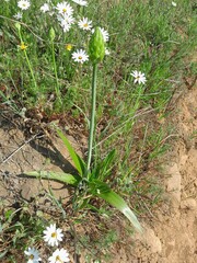 Ornithogalum