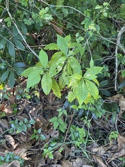 Psychotria nervosa