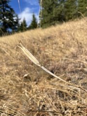 Calochortus macrocarpus