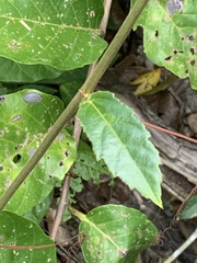 Passiflora quadriglandulosa