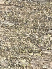 Xylobolus frustulatus