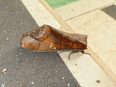 Colax apulus