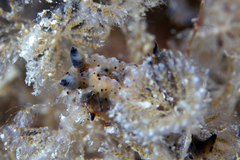 Polycera melanosticta