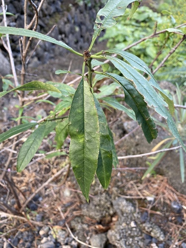 Prunus amygdalus image