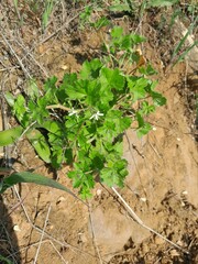 Pelargonium elongatum