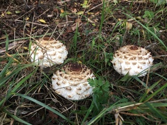 Chlorophyllum rhacodes