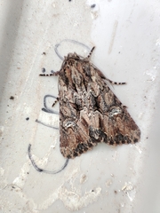 Mniotype occidentalis