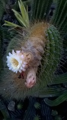 Coleocephalocereus fluminensis