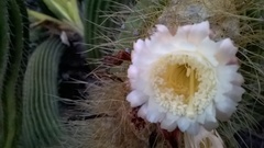 Coleocephalocereus fluminensis