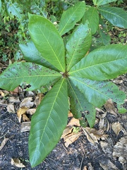 Terminalia
