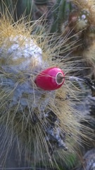 Coleocephalocereus fluminensis