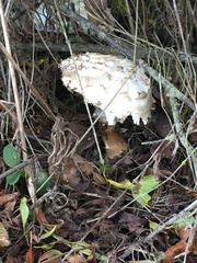 Chlorophyllum rhacodes