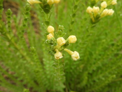 Gnidia chrysophylla