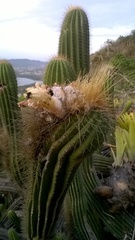 Coleocephalocereus fluminensis