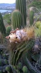 Coleocephalocereus fluminensis