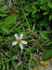 Bidens odorata