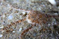 Ophiuroidea